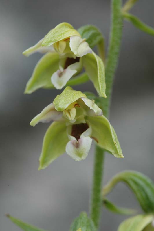 Epipactis helleborine / Elleborine comune